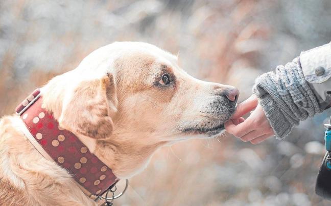 Las experiencias traumáticasprevias con un perro pueden marcar nuestra relación con estos animales. Las experiencias traumáticasprevias con un perro pueden marcar nuestra relación con estos animales.
