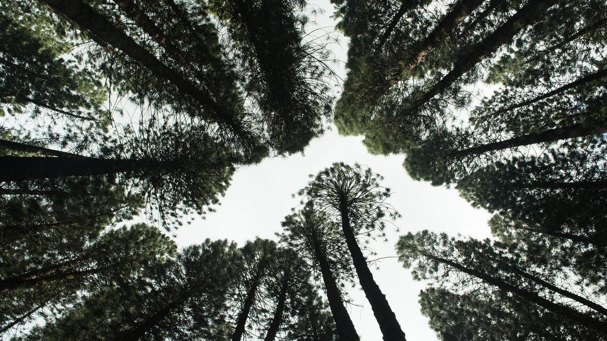 Proyectos de reforestación para compensar la huella de carbono.