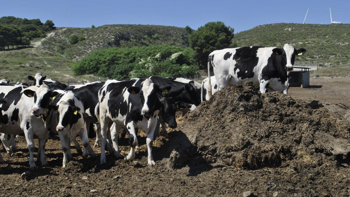 Vacas lecheras pastan en un granja