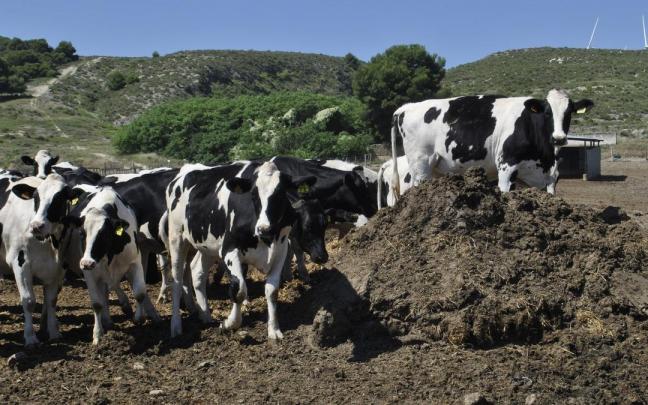 Vacas lecheras pastan en un granja