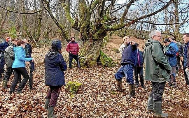 Una de las jornadas realizadas en Arantza para el estudio del casta&ntilde;o. | FOTO: CEDIDA