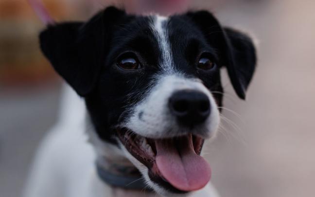 Seg&uacute;n el estudio, los perros derraman l&aacute;grimas asociadas a emociones positivas.