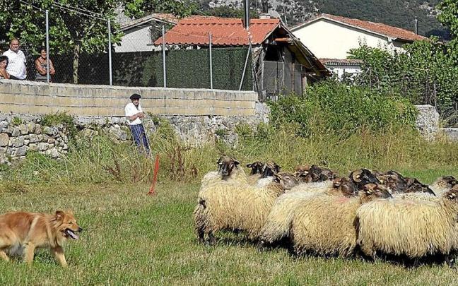 Un perro recoge un rebaño en un Artzain Eguna.