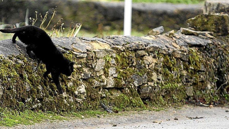 Un gato callejero