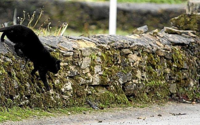 Un gato callejero Un gato callejero