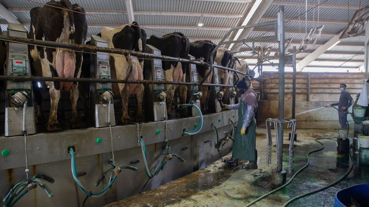 Vacas de leche en la granja de Caparroso