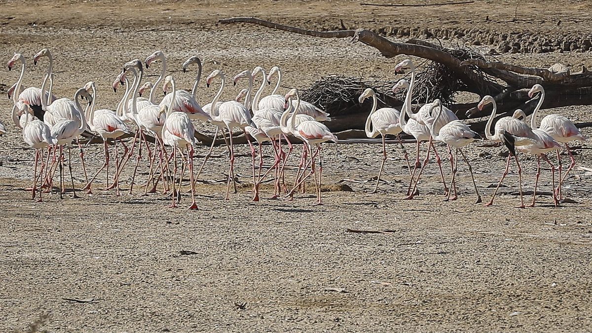 Unos flamencos en una laguna totalmente seca