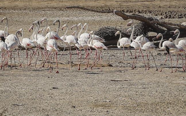 Unos flamencos en una laguna totalmente seca Unos flamencos en una laguna totalmente seca