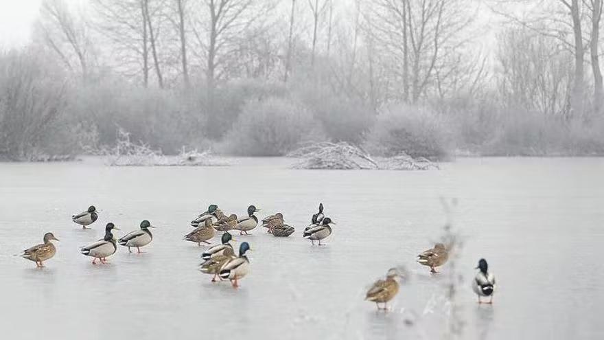 Aves caminando sobre las heladas balsas de Salburua en un episodio anterior de frío.