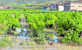 El cambio climático aboca al campo alavés a más años de peores cosechas