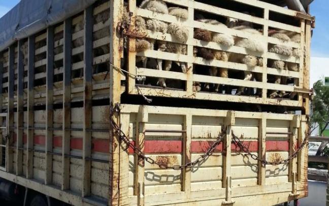 Un camión transporta animales vivos. Un camión transporta animales vivos.