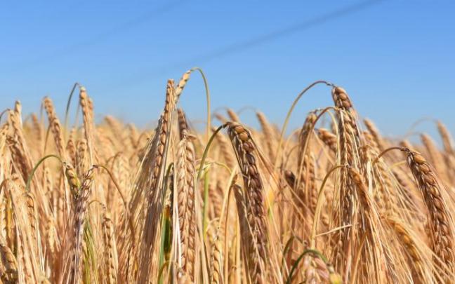 Campo de trigo