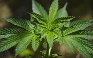 Una planta de cannabis