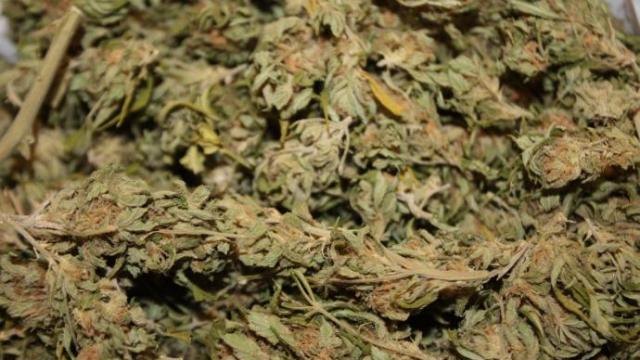 La propuesta de Más País ampara el consumo de cannabis por mayores de edad con restricciones similares a las del tabaco La propuesta de Más País ampara el consumo de cannabis por mayores de edad con restricciones similares a las del tabaco