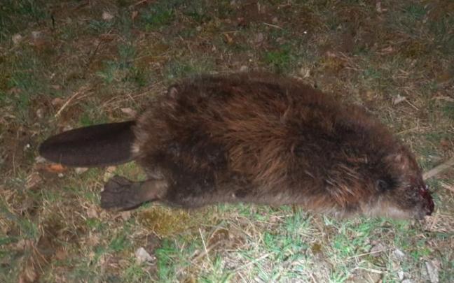 Imagen del castor atropellado