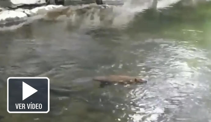 Un castor se da un baño en el Zadorra