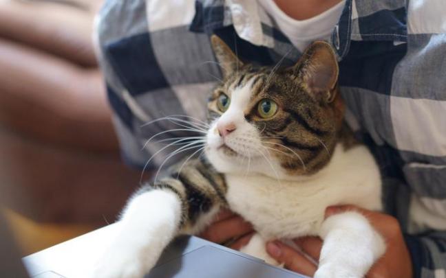 Son muchos los trabajadores que se han acostumbrado a trabajar junto a su perro o su gato durante la pandemia y ahora quieren poder llevarlo a su puesto tradicional en la oficina. Son muchos los trabajadores que se han acostumbrado a trabajar junto a su perro o su gato durante la pandemia y ahora quieren poder llevarlo a su puesto tradicional en la oficina.