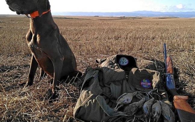 Las torcaces son una buena alternativa a la tórtola. Foto: N.G.