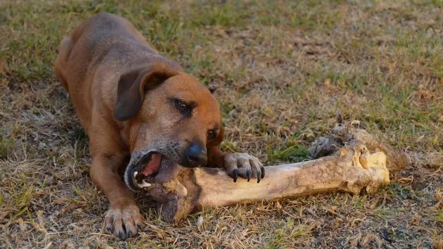 Un perro muerde un hueso