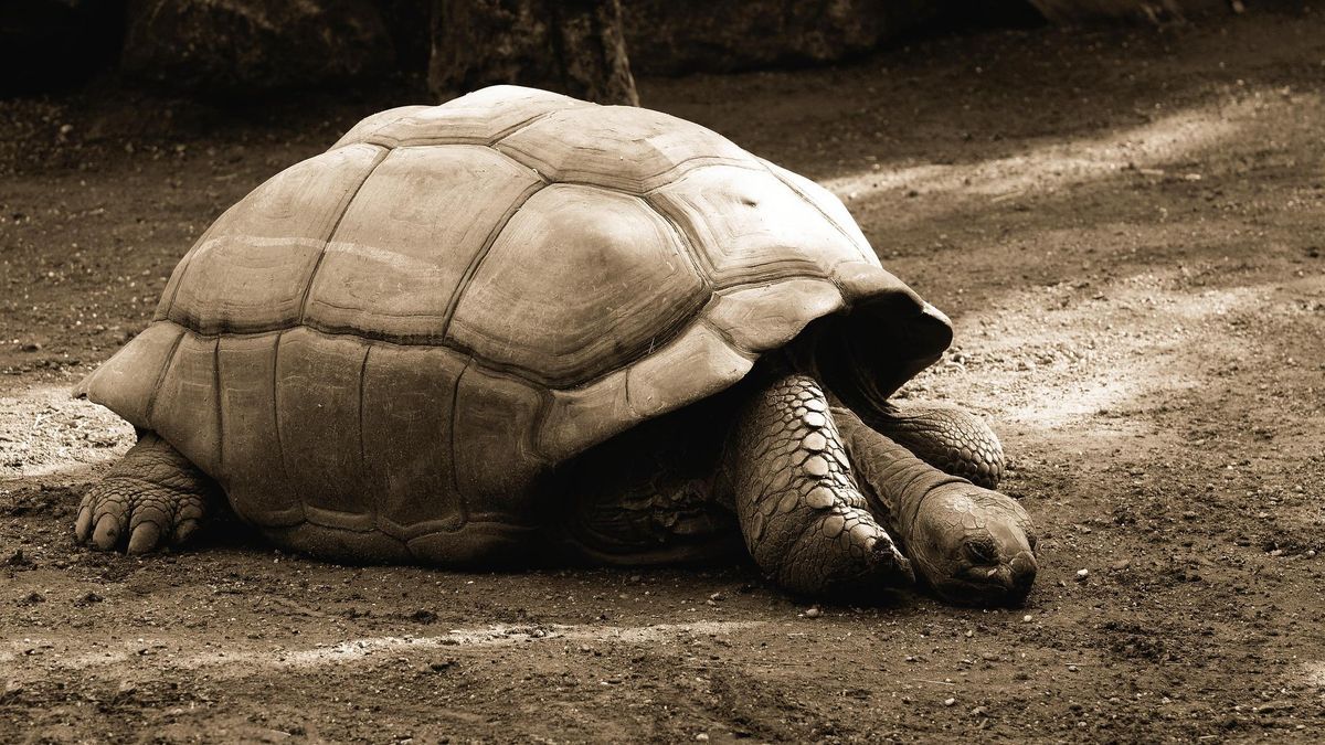 El caparazón duro de las tortugas ayuda a ralentizar su proceso de envejecimiento.