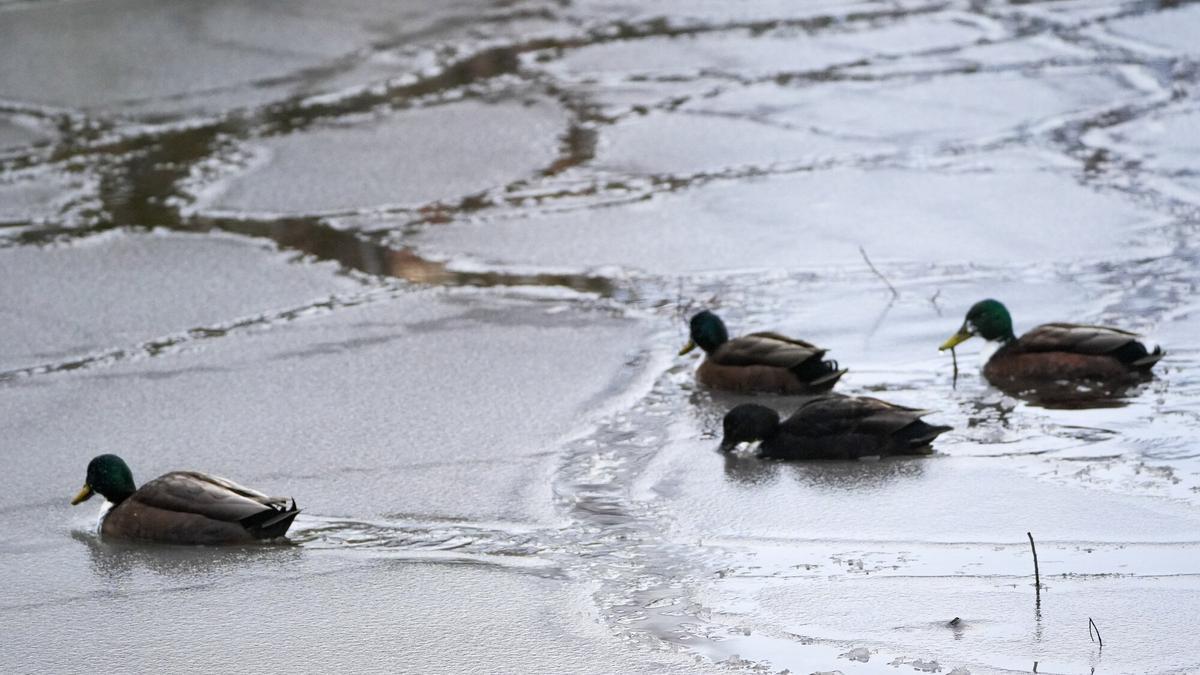 Vitoria recupera la normalidad tras la nieve