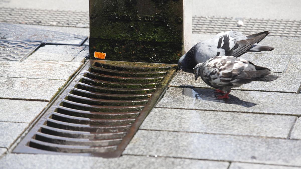 Dos palomas beben en una fuente de Vitoria