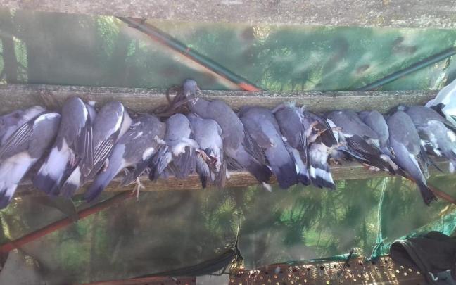 Pecha de palomas en un puesto. Pecha de palomas en un puesto.