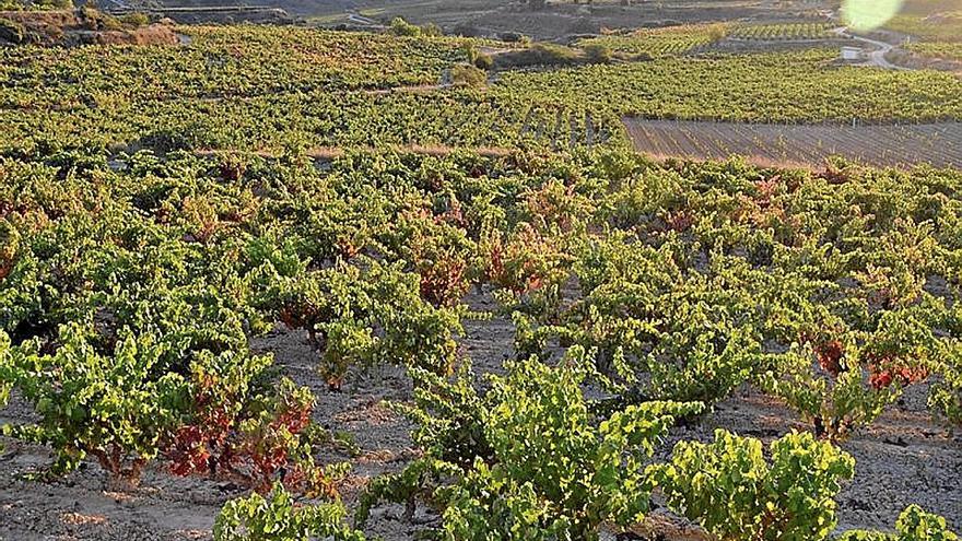 Un viñedo de la Rioja Alavesa.