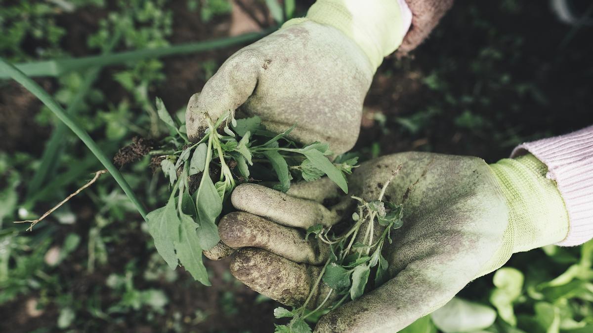 Varios de los talleres son de jardinería