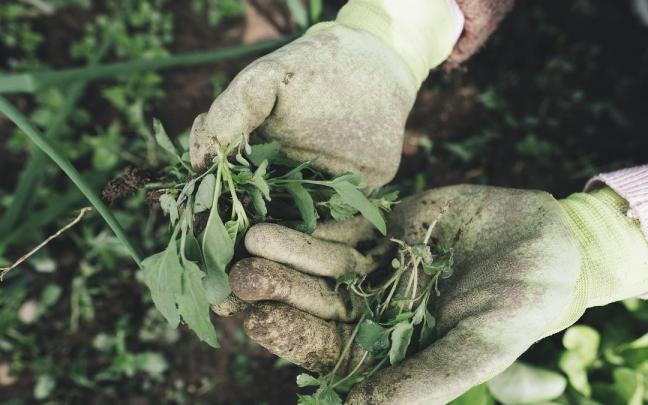 Varios de los talleres son de jardiner&iacute;a