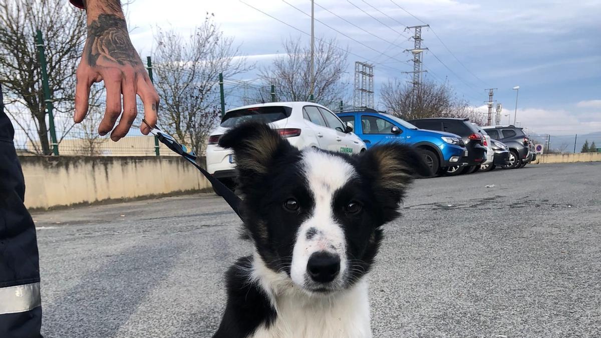 Los operarios han escrito un post con el siguiente mensaje y fotos: "Extraviado en Jundiz, se encuentra en la empresa Coviran. Se busca a su dueño!!!".