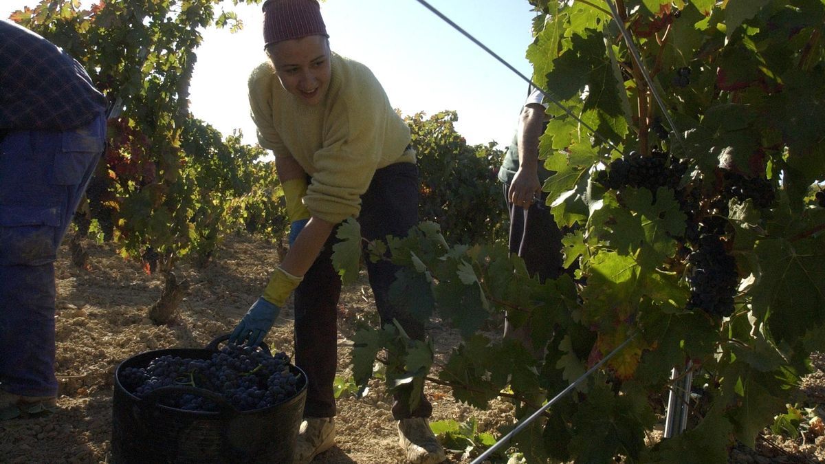 El arranque de la vendimia de manera generalizada en la Rioja Alavesa dependerá de si llueve o no