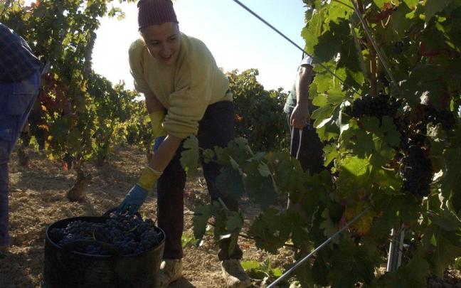 El arranque de la vendimia de manera generalizada en la Rioja Alavesa dependerá de si llueve o no El arranque de la vendimia de manera generalizada en la Rioja Alavesa dependerá de si llueve o no