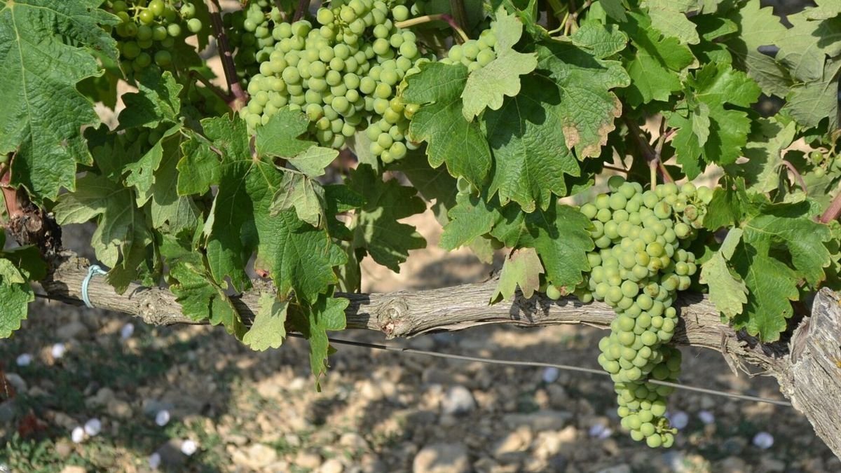 Racimos de uvas en un viñedo