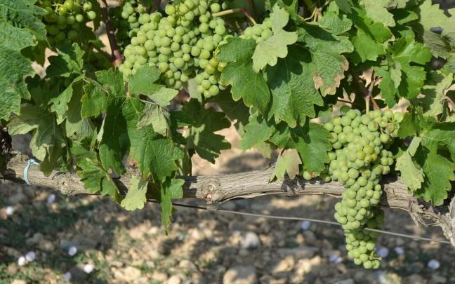 Racimos de uvas en un vi&ntilde;edo