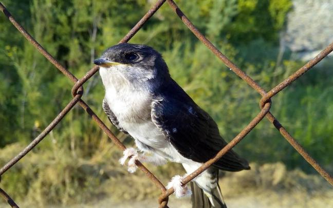 El Comité Ornitológico de Euskadi pide que no se apruebe Ley de Bienestar Animal El Comité Ornitológico de Euskadi pide que no se apruebe Ley de Bienestar Animal