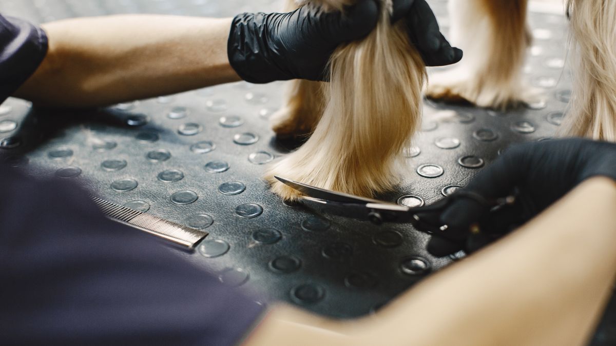 A los perros con doble capa de pelo se les pueden realizar cortes con tijera con fines estéticos.