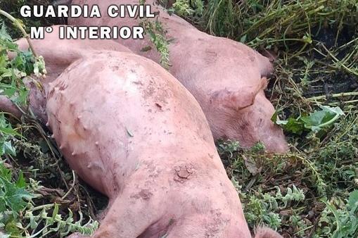 El investigador presuntamente mató a golpes a varios cerdos.