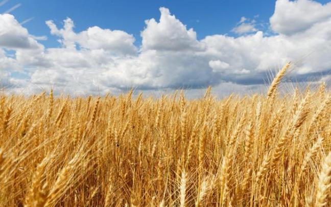 Campo de cereal, uno de los cultivos más afectados.