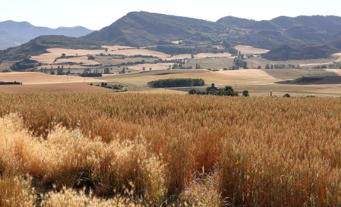 Campos de cereal en la Cuenca de Pamplona.