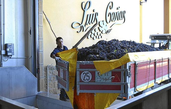 Descarga de uvas en la bodega Luis Cañas.