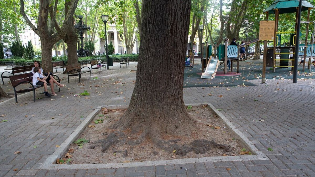 En algunos ejemplares la raíz ha provocado el abombamiento del pavimento.