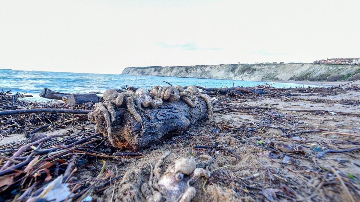 Aparecen cientos de pulpos muertos en la playa de Ereaga