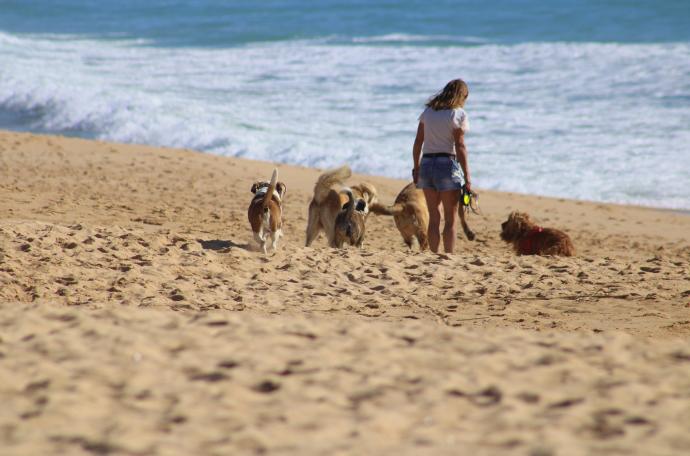 Cada vez son más las playas que se adaptan a la presencia de mascotas y se declaran 'pet friendly'.