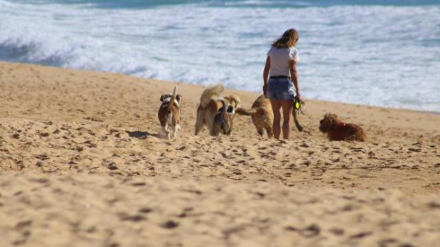 Cada vez son más las playas que se adaptan a la presencia de mascotas y se declaran 'pet friendly'. Cada vez son más las playas que se adaptan a la presencia de mascotas y se declaran 'pet friendly'.