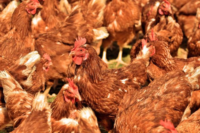 Navarra prohíbe críar aves de corral al aire libre por la gripe aviar