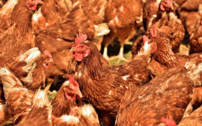 Navarra prohíbe críar aves de corral al aire libre por la gripe aviar Navarra prohíbe críar aves de corral al aire libre por la gripe aviar