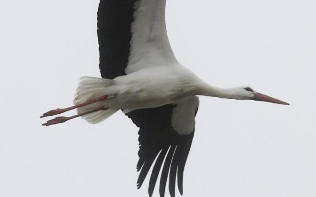 Imagen de archivo de una cigüeña blanca
