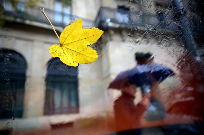 Hoja de un árbol pegada al cristal de un coche.