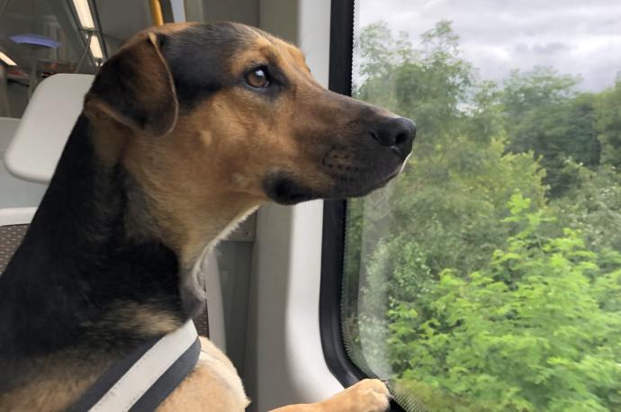 Un perro mirando por la ventana en Euskotren